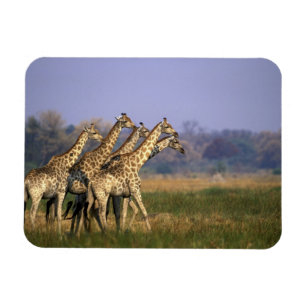 Africa, Botswana, Moremi Game Reserve Magnet