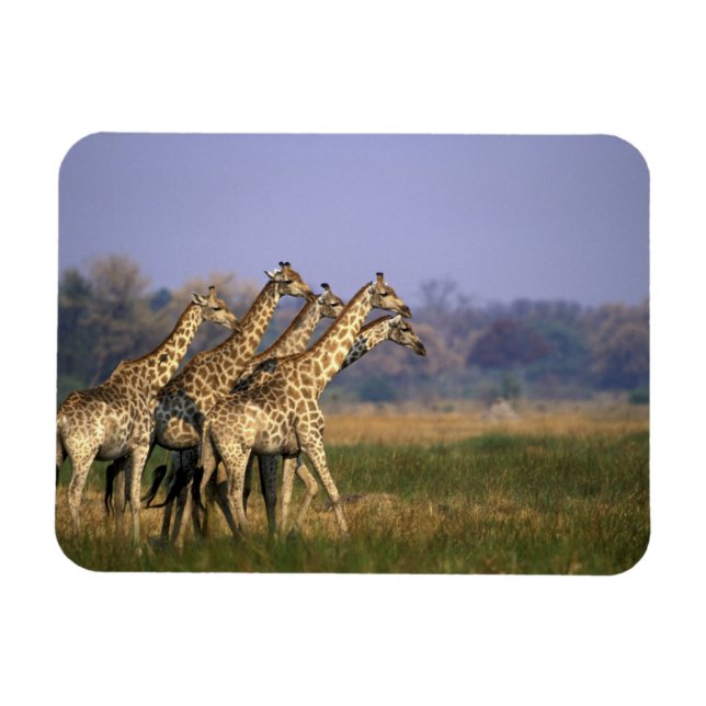 Africa, Botswana, Moremi Game Reserve Magnet (Horizontal)