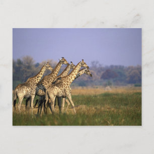 Africa, Botswana, Moremi Game Reserve Postcard