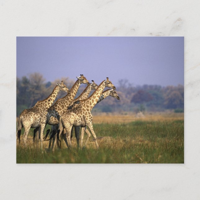 Africa, Botswana, Moremi Game Reserve Postcard (Front)