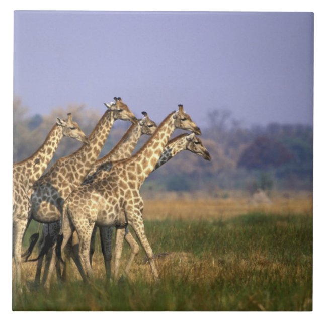 Africa, Botswana, Moremi Game Reserve Tile (Front)