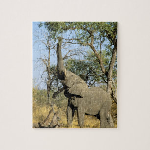 Africa, Botswana, Okavango Delta. African 2 Jigsaw Puzzle