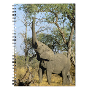 Africa, Botswana, Okavango Delta. African 2 Notebook