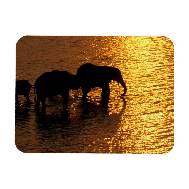 Africa, Botswana, Okavango Delta. African Magnet (Horizontal)