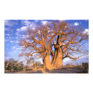 Africa, Botswana, Okavango Delta. Baobab Photo Print