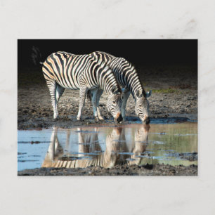 Africa,Botswana, Okavango Delta, Davison Camp Postcard