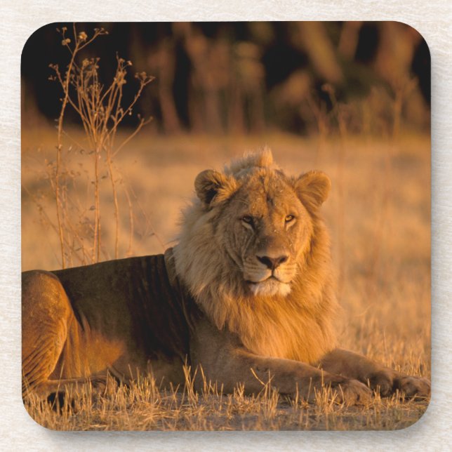 Africa, Botswana, Okavango Delta. Lion (Panthera Coaster (Front)