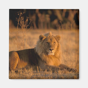Africa, Botswana, Okavango Delta. Lion (Panthera Magnet