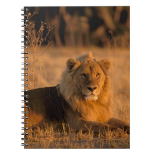 Africa, Botswana, Okavango Delta. Lion (Panthera Notebook