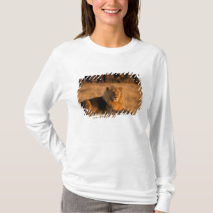 Africa, Botswana, Okavango Delta. Lion (Panthera T-Shirt