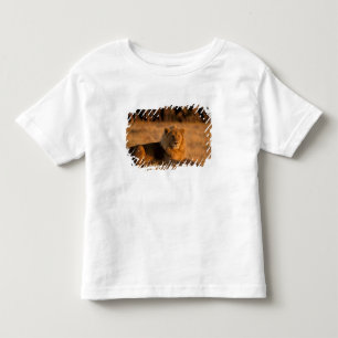 Africa, Botswana, Okavango Delta. Lion (Panthera Toddler T-Shirt