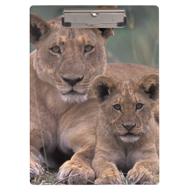 Africa, Botswana, Okavango Delta. Lions Clipboard (Front)