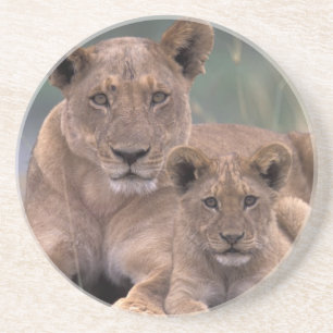 Africa, Botswana, Okavango Delta. Lions Coaster