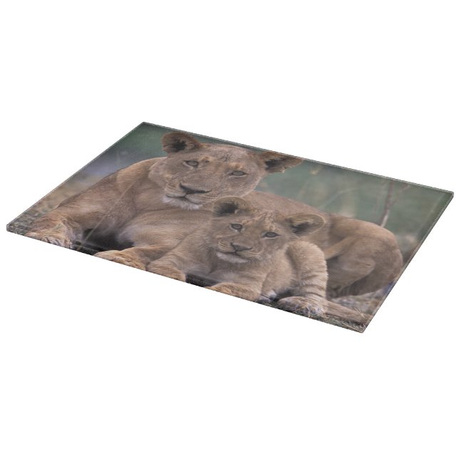 Africa, Botswana, Okavango Delta. Lions Cutting Board (Corner)