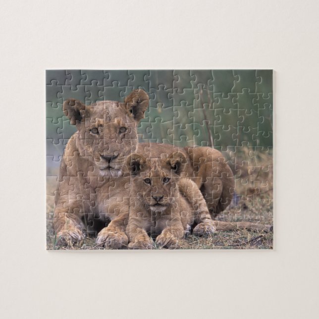 Africa, Botswana, Okavango Delta. Lions Jigsaw Puzzle (Horizontal)