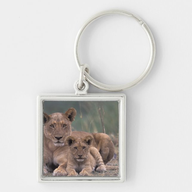 Africa, Botswana, Okavango Delta. Lions Key Ring (Front)