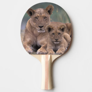 Africa, Botswana, Okavango Delta. Lions Ping Pong Paddle