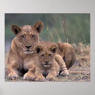Africa, Botswana, Okavango Delta. Lions Poster