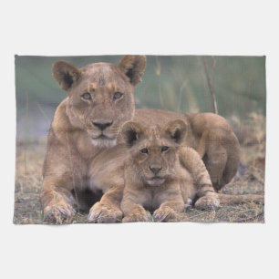 Africa, Botswana, Okavango Delta. Lions Tea Towel