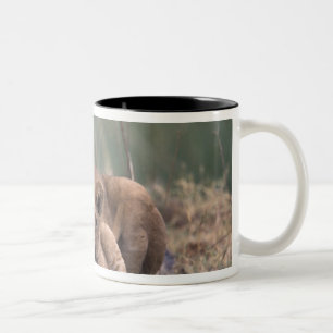 Africa, Botswana, Okavango Delta. Lions Two-Tone Coffee Mug