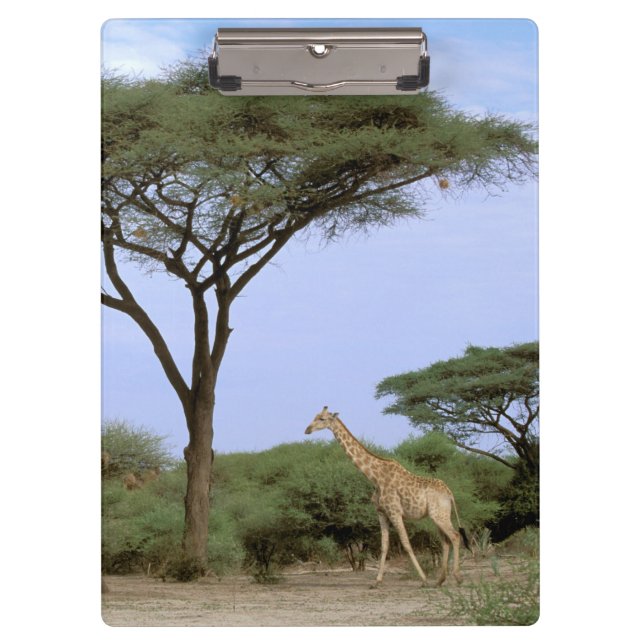 Africa, Botswana, Okavango Delta. Southern Clipboard (Front)