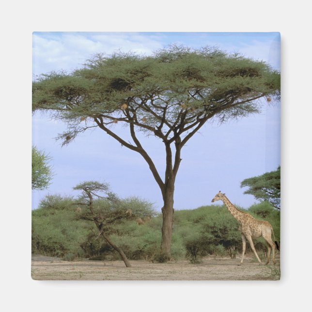 Africa, Botswana, Okavango Delta. Southern Magnet (Front)