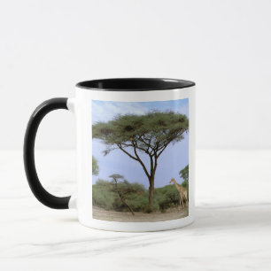 Africa, Botswana, Okavango Delta. Southern Mug