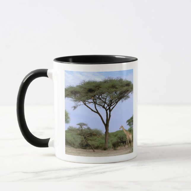 Africa, Botswana, Okavango Delta. Southern Mug (Left)