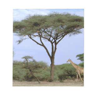 Africa, Botswana, Okavango Delta. Southern Notepad