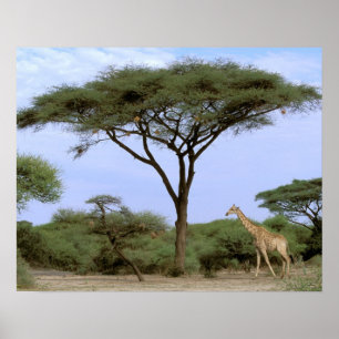 Africa, Botswana, Okavango Delta. Southern Poster