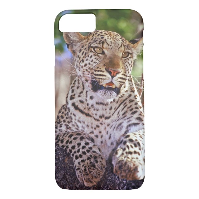Africa, Botswana, Okvango Delta, wild leopard. 2 Case-Mate iPhone Case (Back)