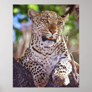 Africa, Botswana, Okvango Delta, wild leopard. 2 Poster