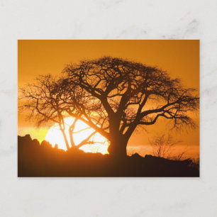 Africa, Botswana, Setting sun silhouettes Baobab Postcard