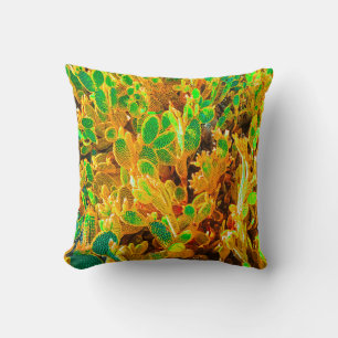 Africa Desert Cactus Plants Prickly Pear Cushion