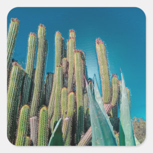 Africa Desert Cactus Plants Prickly Pear Square Sticker