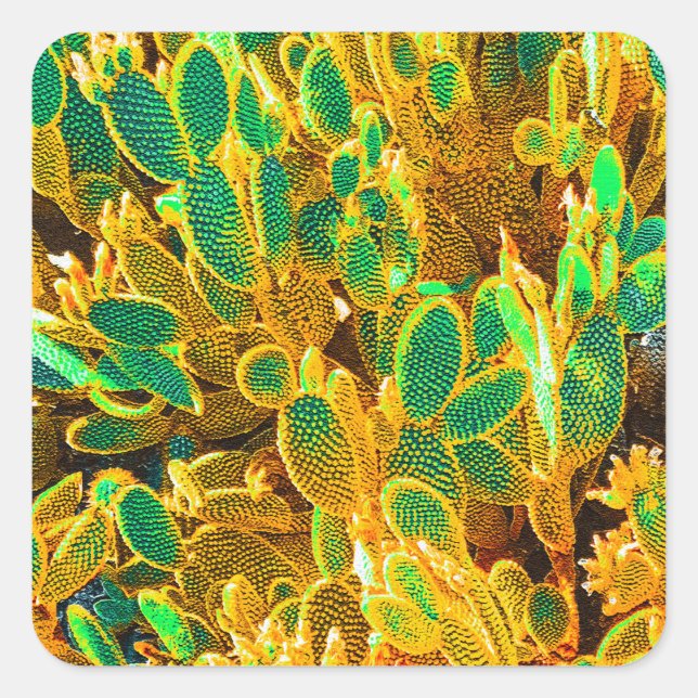 Africa Desert Cactus Plants Prickly Pear Square Sticker (Front)