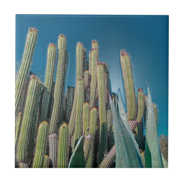 Africa Desert Landscape Nature Cactus Plant Tile (Front)