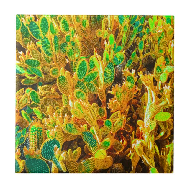 Africa Desert Landscape Nature Cactus Plant Tile (Front)