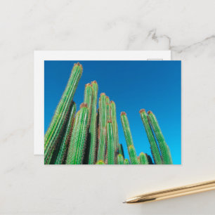 Africa Desert Landscape Nature Cactus Plants Postcard