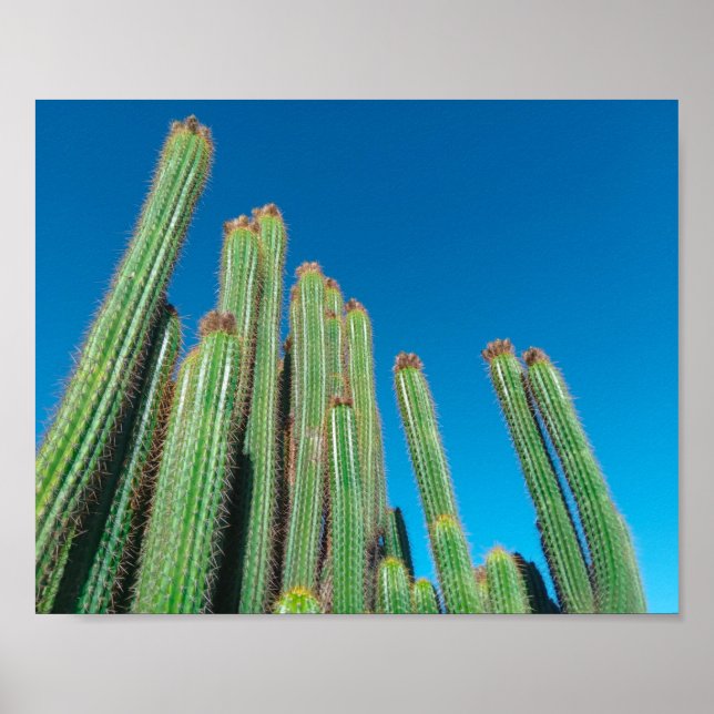 Africa Desert Landscape Nature Cactus Plants Poster (Front)