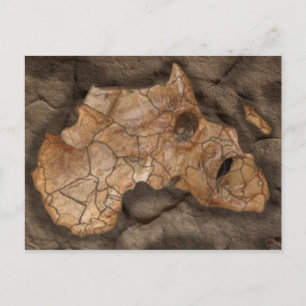 Africa dinosaur fossil postcard
