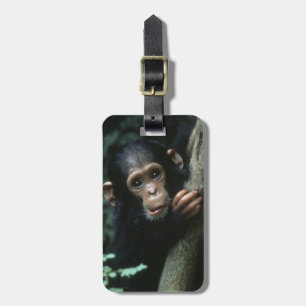 Africa, East Africa, Tanzania, Gombe National Luggage Tag
