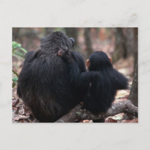 Africa, East Africa, Tanzania, Gombe National Postcard
