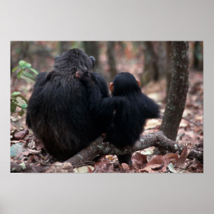 Africa, East Africa, Tanzania, Gombe National Poster