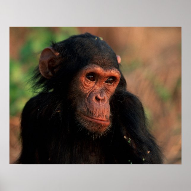 Africa, East Africa, Tanzania Poster (Front)