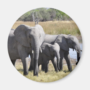 Africa Elephant Herds Magnet