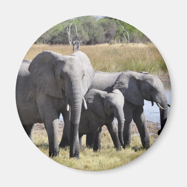 Africa Elephant Herds Magnet (Front)