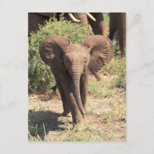 Africa, Kenya, Amboseli National Park. African 2 Postcard