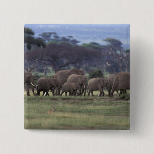 Africa, Kenya, Amboseli National Park. African 3 15 Cm Square Badge