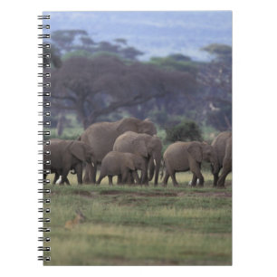 Africa, Kenya, Amboseli National Park. African 3 Notebook